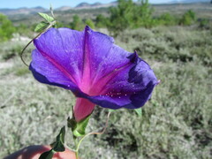 Ipomoea pubescens