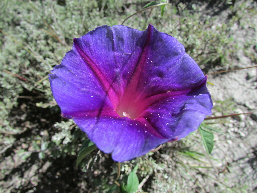 Silky Morning Glory