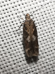 Caryocolum marmorea