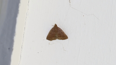 Zanclognatha obscuripennis