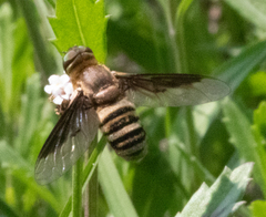 Exoprosopa brevirostris