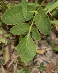 Thaspium trifoliatum