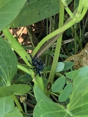 Phidippus regius