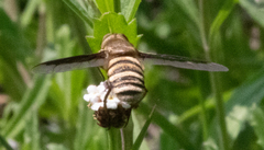 Exoprosopa brevirostris