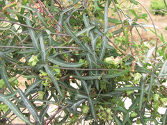 Passiflora tenuiloba