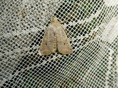 Agrochola laevis