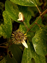 Passiflora standleyi