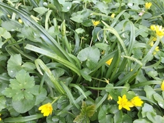Allium triquetrum