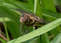 Exoprosopa brevirostris