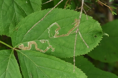 Phytomyza aralivora