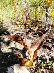 Cypripedium calceolus