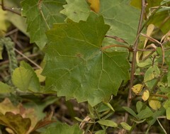 Vitis rotundifolia