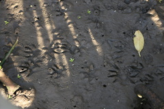 Procyon cancrivorus