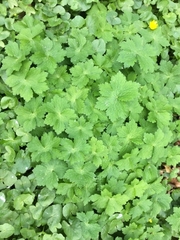 Geranium phaeum