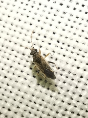 Nysius