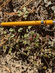 Eriogonum umbellatum