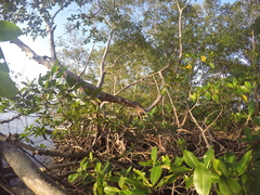 Rhizophora mangle