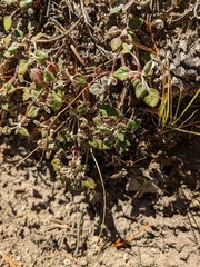 Eriogonum umbellatum