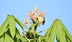 Aesculus × carnea