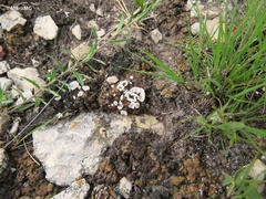 Psoraceae
