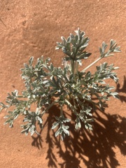 Artemisia campestris pacifica