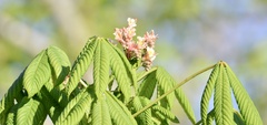 Aesculus × carnea