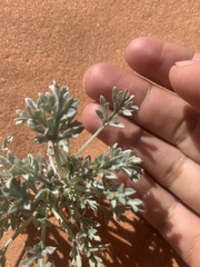 Artemisia campestris pacifica