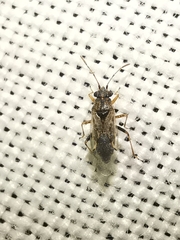 Nysius