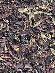 Phidippus regius