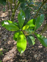 Corynocarpus laevigatus