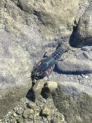 Procambarus clarkii