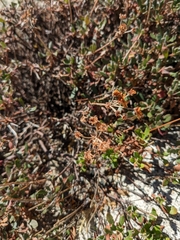 Eriogonum umbellatum