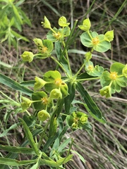 Euphorbia virgata