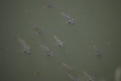 Oreochromis