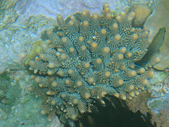 Acropora humilis