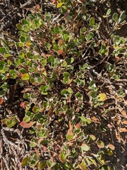Eriogonum umbellatum