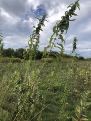 Urtica gracilis