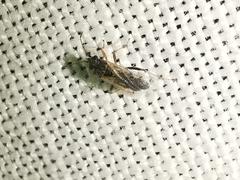Nysius