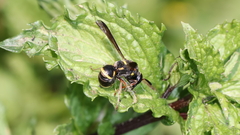 Parancistrocerus fulvipes