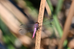 Orthemis ferruginea