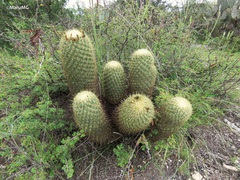 Coryphantha erecta