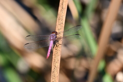 Orthemis ferruginea