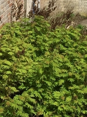Sorbaria sorbifolia