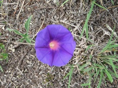 Ipomoea pubescens