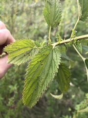 Urtica gracilis