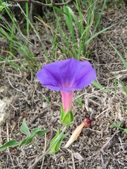 Ipomoea pubescens