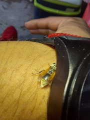 Brachygastra mellifica