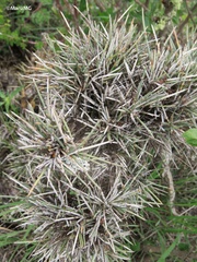 Ephedra antisyphilitica