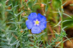 Linum lewisii