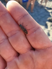 Melanophila consputa